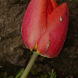Fallen Beauty